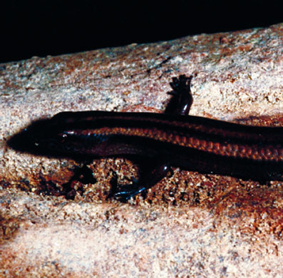 Borneo’s New World: Newly Discovered Species in the Heart of Borneo WWF report