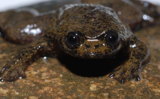 Borneo’s New World: Newly Discovered Species in the Heart of Borneo WWF report