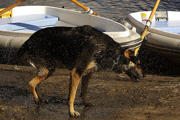 Puppkin's assignment: Puppkin participates in the capturing movement monthly assignment