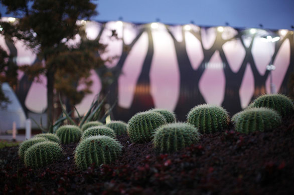 Shanghai Expo: Cacti plants at the Joint African Pavilion 