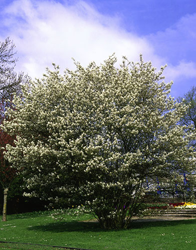 Trees for small gardens: Snowy mespilus