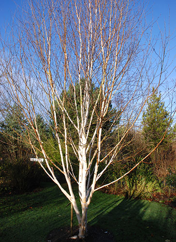 Trees for small gardens: Himalayan birch