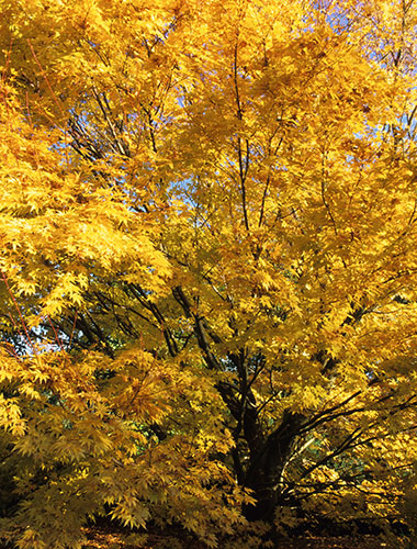 Trees for small gardens: Japanese Maple