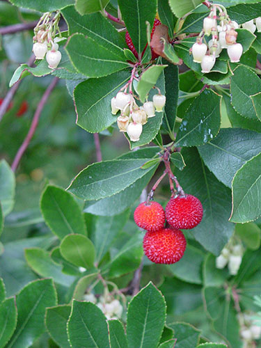 Trees for small gardens: Strawberry tree