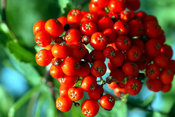 Trees for small gardens: Mountain ash