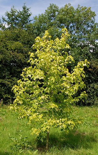 Trees for small gardens: Sweet gum tree