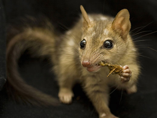 Week in wildlife: northern quoll, a cat-sized marsupial predator