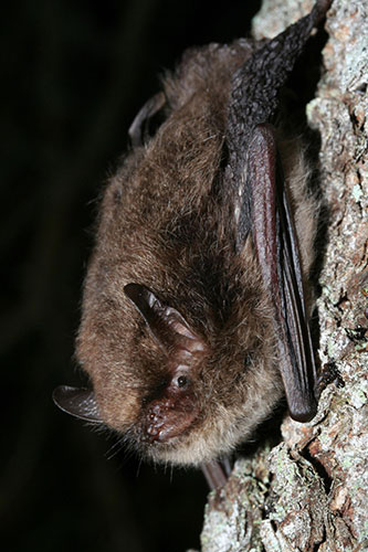 Week in wildlife: Bat species discovered in country for first time