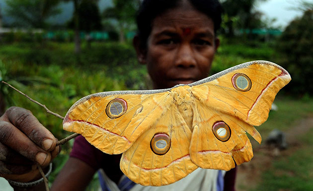 Week in wildlife: Wild Moth in a flower nursery, Guwahati , India