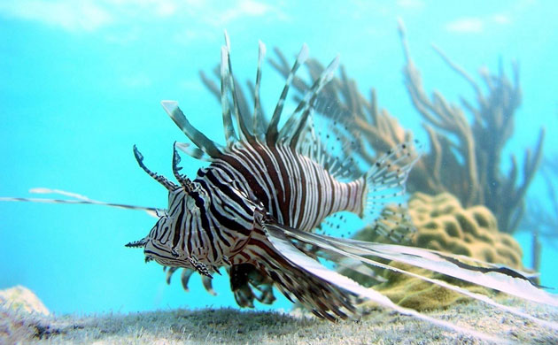 Week in wildlife: Lionfish Invasion Continuing To Expand