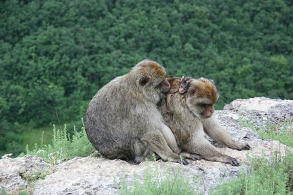 Week in wildlife: Male monkeys hold babies to make friends