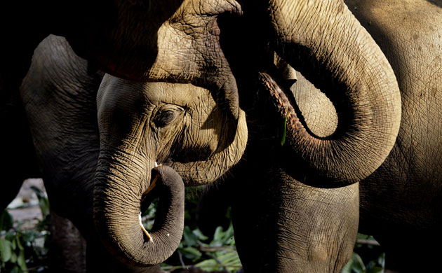 Week in wildlife: Elephants eat at Pinnawela elephant orphanage at Pinnawela