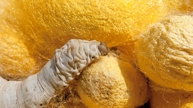 Week in Wildlife:  Sony World Photography Awards 2010  Bombyx mori