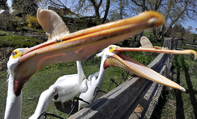 Week in Wildlife: American White Pelicans 