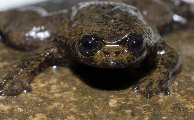 Week in Wildlife: Bornean Flat-headed Frog
