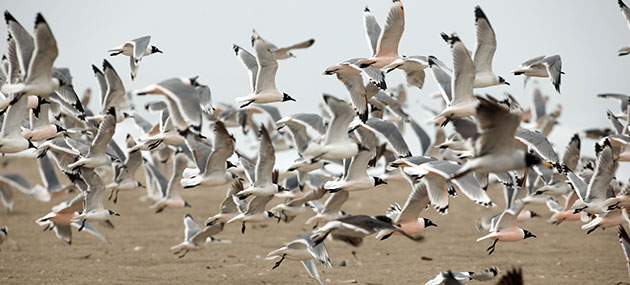 24 hours in pictures: Lima, Peru: Birds fly in the Pantanos de Villa nature reserve