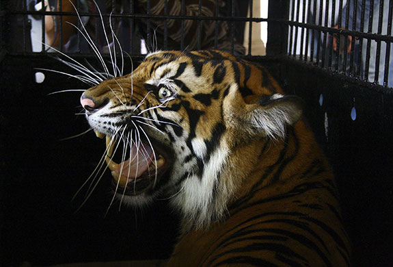 24 hours in pictures: Aceh province, Indonesia: A male Sumatran tiger