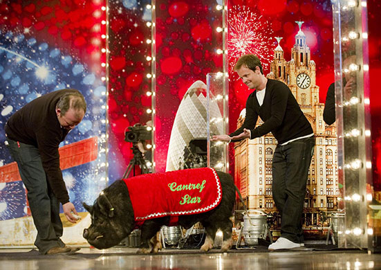 24 April 2010: Britain's Got Talent - pig