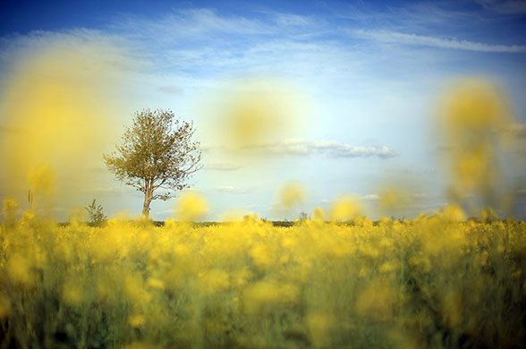 24 hours in pictures: Acton Trussell, UK: Rapeseed in a Staffordshire field begins to bloom
