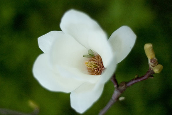 Spring Blossom : Flickr group photographs