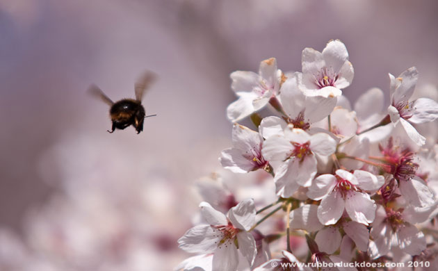 Spring Blossom : Flickr group photographs