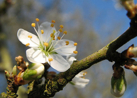 Spring Blossom : Flickr group photographs