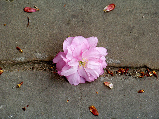 Spring Blossom : Flickr group photographs