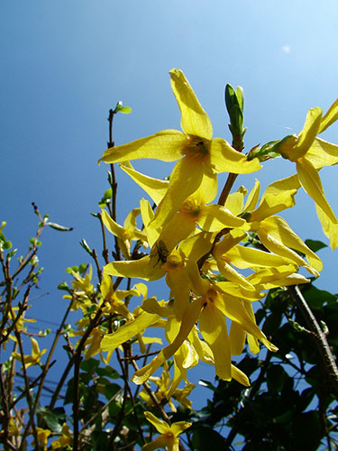 Spring Blossom : Flickr group photographs