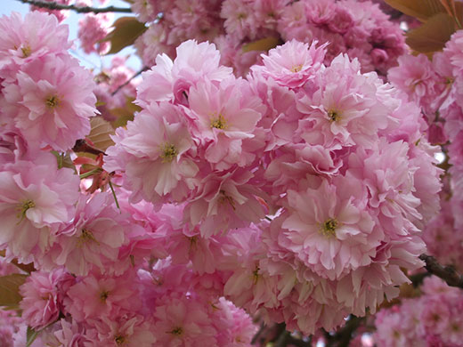 Spring Blossom : Flickr group photographs