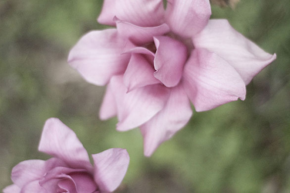 Spring Blossom : Flickr group photographs