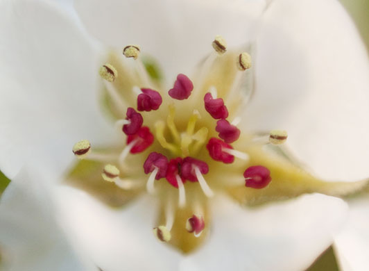 Spring Blossom : Flickr group photographs