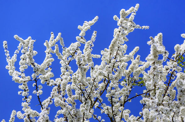 Spring Blossom : Flickr group photographs