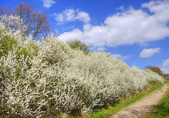 Spring Blossom : Flickr group photographs