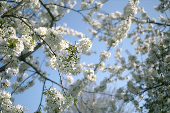 Spring Blossom : Flickr group photographs