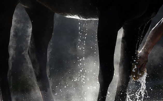 24 hours in pictures: Louisville, USA: A race horse is washed after a morning workout