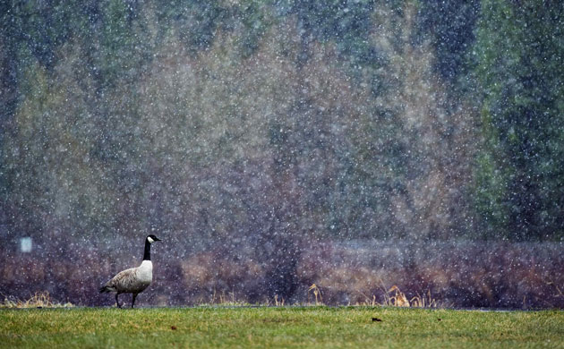 Week in Wildlife: A Canada goose walks along the Bow River in a snowstorm in Calgary