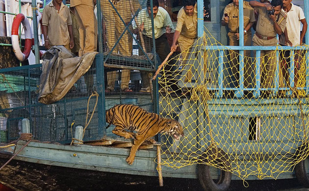 Week in Wildlife: a young female Royal Bengal tiger leaps into the water