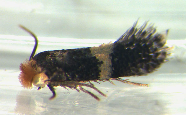 Week in Wildlife: New moth discovered