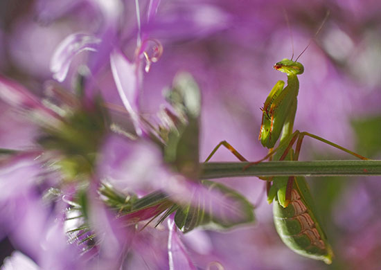 Week in Wildlife: Praying Mantis climbs through Fynbos flowers
