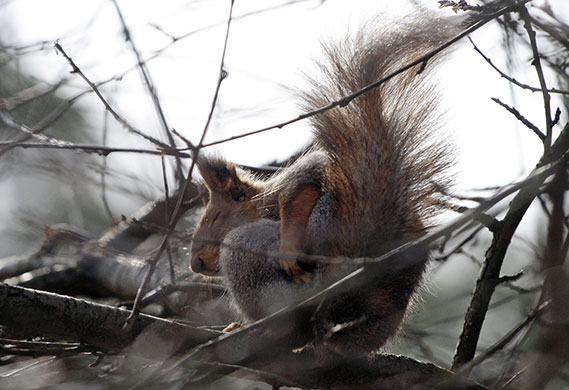 Week in Wildlife: A squirrel scratches himself on a tree