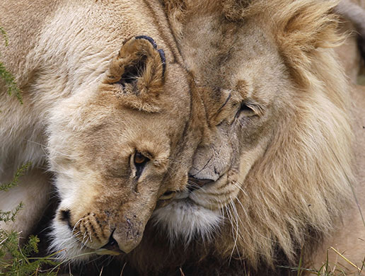 Week in Wildlife: Two lions are seen at the Lionsrock Big Cat Sanctuary near Bethlehem