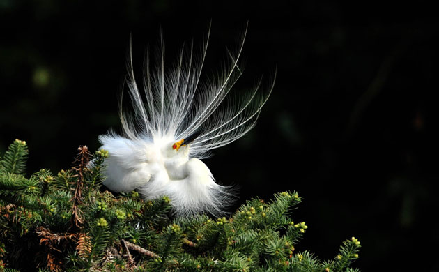 Week in Wildlife: A pair of white egrets plucking up plumes, Poyang Lake, China