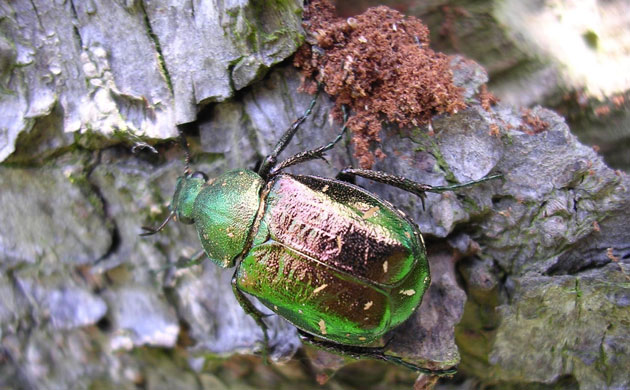 Week in Wildlife: Orchard project habitat for wildlife : a noble chafer beetle