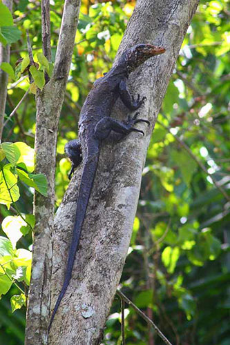 Week in Wildlife: The newly discovered Varanus obor aka Torch monitor lizard