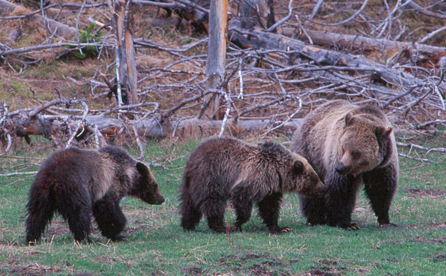 Week in Wildlife: A female grizzly bear family rambles through Yellowstone National Park