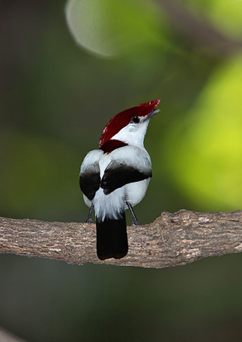 Week in Wildlife: The critically endangered Araripe Manakin Antilophia bokermanni