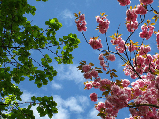 Week in Wildlife: Readers Blossom photos