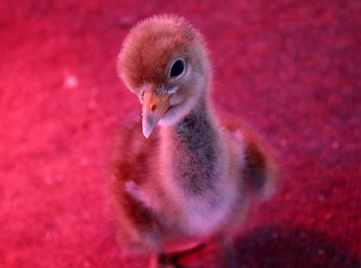 Week in Wildlife: Crane chicks set for release into the wild