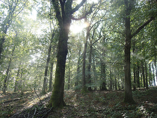 Week in Wildlife: New moth discovered