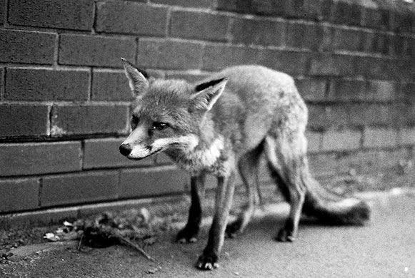 Camera Club: A review of Davis Thom's portfolio 